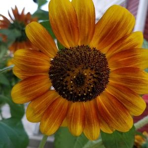 Meet your Posher, Toni